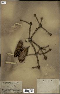 spécimen de Picea asperata