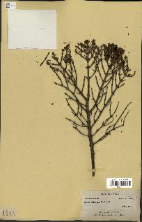 spécimen de Abies balsamea
