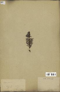spécimen de Abies amabilis