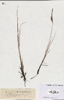 spécimen de Carex maritima