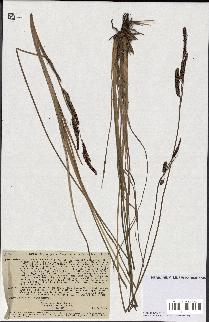 spécimen de Carex stricta