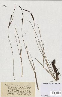 spécimen de Carex stricta