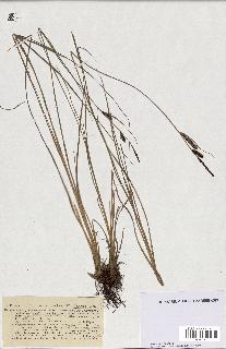 spécimen de Carex stricta