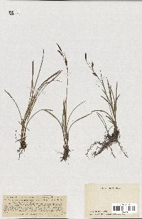 spécimen de Carex ferruginea
