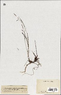 spécimen de Carex ferruginea