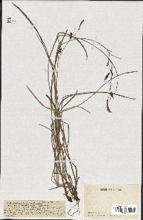 spécimen de Carex ferruginea