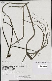 spécimen de Dypsis madagascariensis