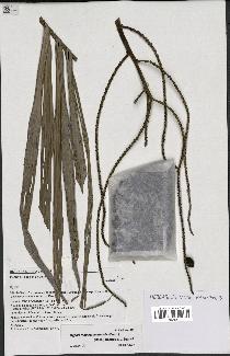 spécimen de Dypsis madagascariensis