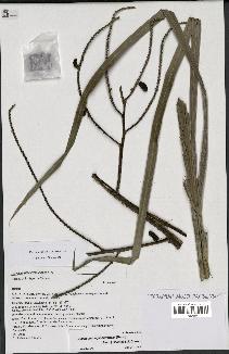spécimen de Dypsis madagascariensis