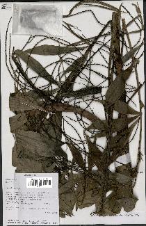 spécimen de Dypsis sp.