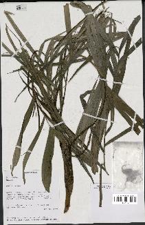 spécimen de Dypsis sp.