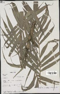spécimen de Dypsis sp.
