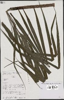 spécimen de Dypsis sp.