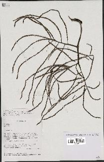 spécimen de Dypsis sp.