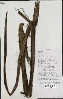 spécimen de Dypsis sp.