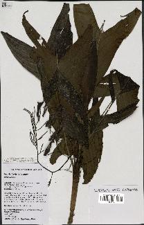 spécimen de Dypsis forficifolia