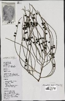 spécimen de Dypsis nodifera