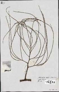 spécimen de Dypsis nodifera
