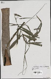 spécimen de Dypsis nodifera