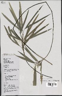 spécimen de Dypsis tenuissima