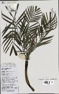 spécimen de Dypsis concinna