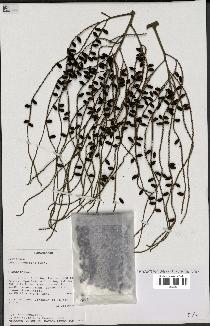 spécimen de Dypsis nodifera