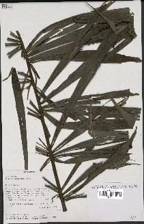 spécimen de Dypsis nodifera
