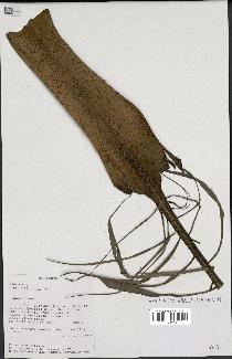 spécimen de Dypsis nodifera