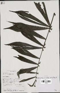 spécimen de Dypsis nodifera