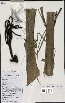 spécimen de Masoala madagascariensis