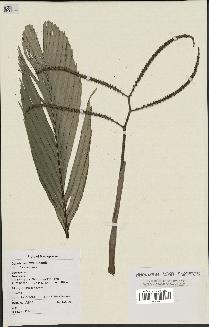 spécimen de Dypsis schatzii