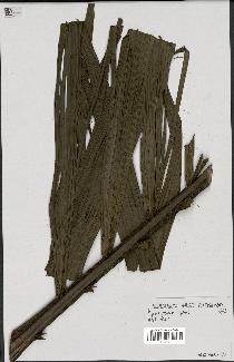 spécimen de Dypsis perrieri