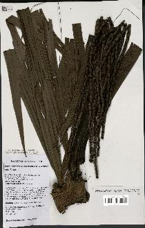 spécimen de Dypsis perrieri