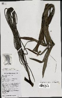 spécimen de Dypsis paludosa