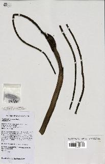 spécimen de Dypsis boiviniana