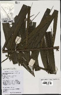 spécimen de Dypsis fibrosa