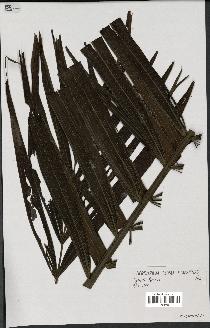 spécimen de Dypsis fibrosa