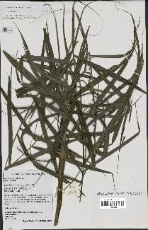 spécimen de Dypsis curtisii