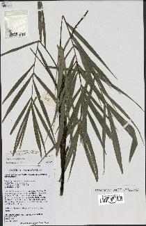 spécimen de Dypsis heterophylla