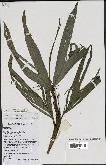 spécimen de Dypsis louvelii