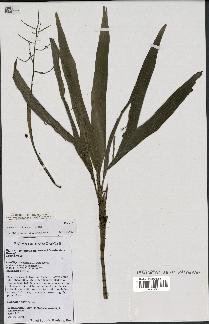 spécimen de Dypsis louvelii