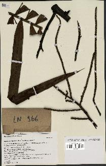 spécimen de Dypsis heteromorpha