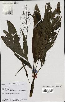spécimen de Dypsis sp.