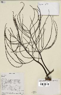 spécimen de Dypsis sp.