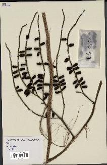 spécimen de Dypsis madagascariensis