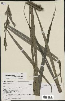 spécimen de Dypsis madagascariensis