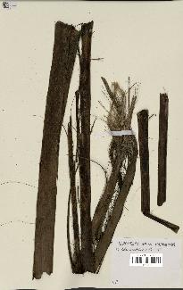 spécimen de Dypsis crinita