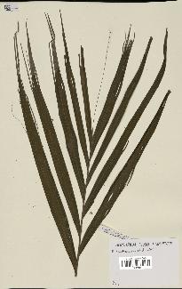 spécimen de Dypsis crinita