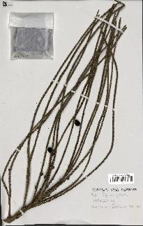 spécimen de Dypsis fibrosa