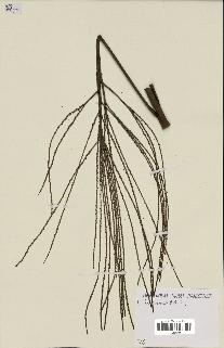 spécimen de Dypsis fibrosa